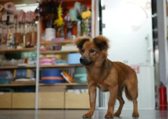 Como montar um pet shop online e conquistar donos de pets