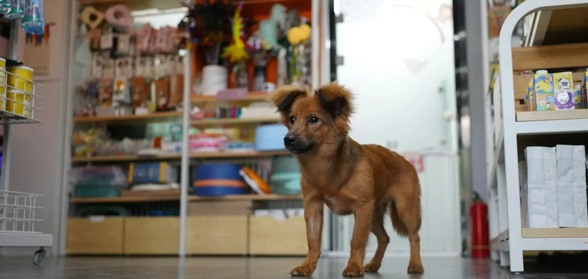 Foto de um cachorro em um pet shop